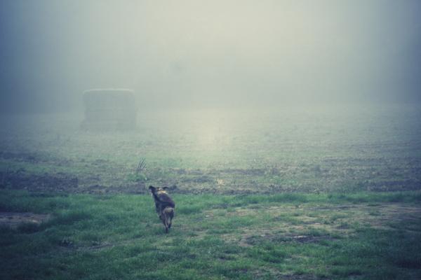 Misty Weather