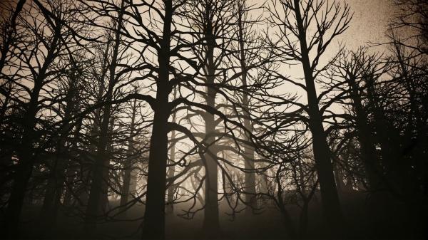 Misty Woods