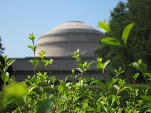 MIT building thru hedge
