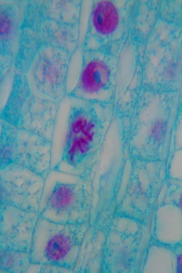 Mitosis