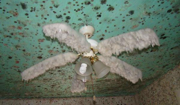 Mold