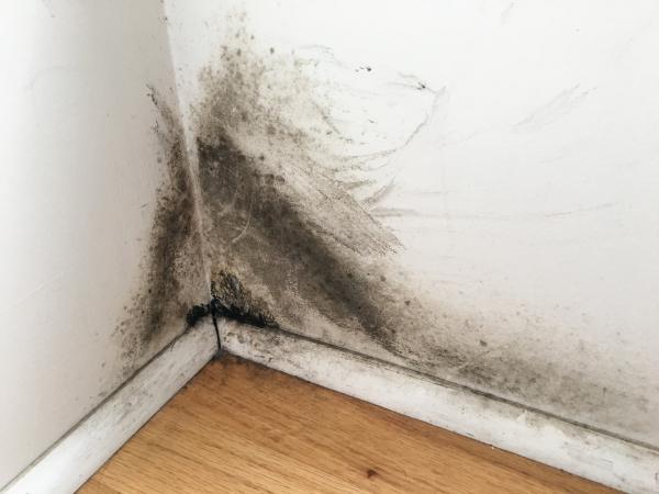 Mold