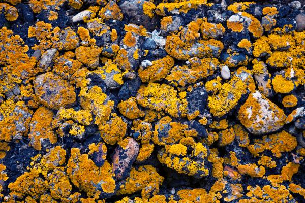 Moldy Stone Texture