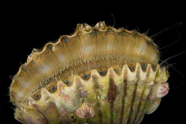 Mollusca