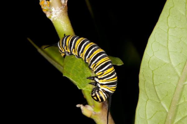 Monarch Butterfly Caterpillar