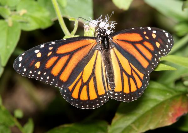 MONARCH (Danaus plexippus) (11-10-13) sabal palm audubon sanc, brownsville, tx -01