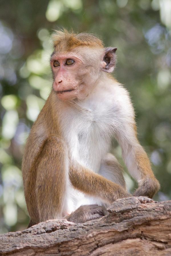 Monkey's