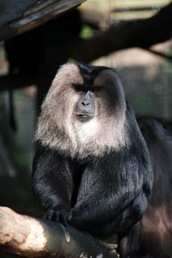 Monkey