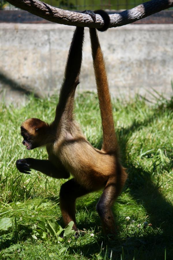 Monkey