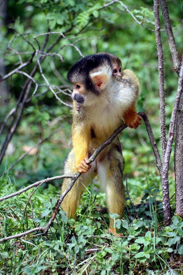 Monkey