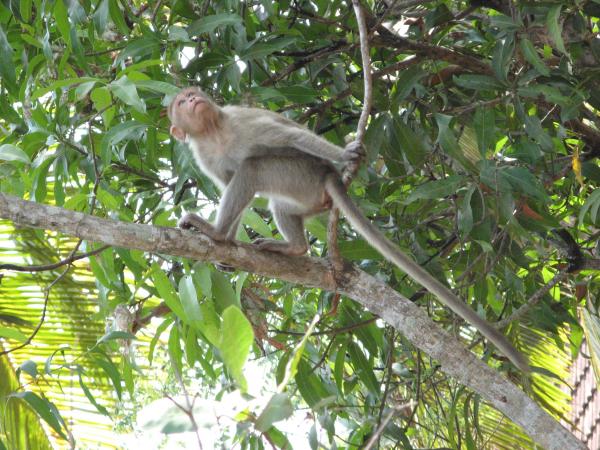 monkey