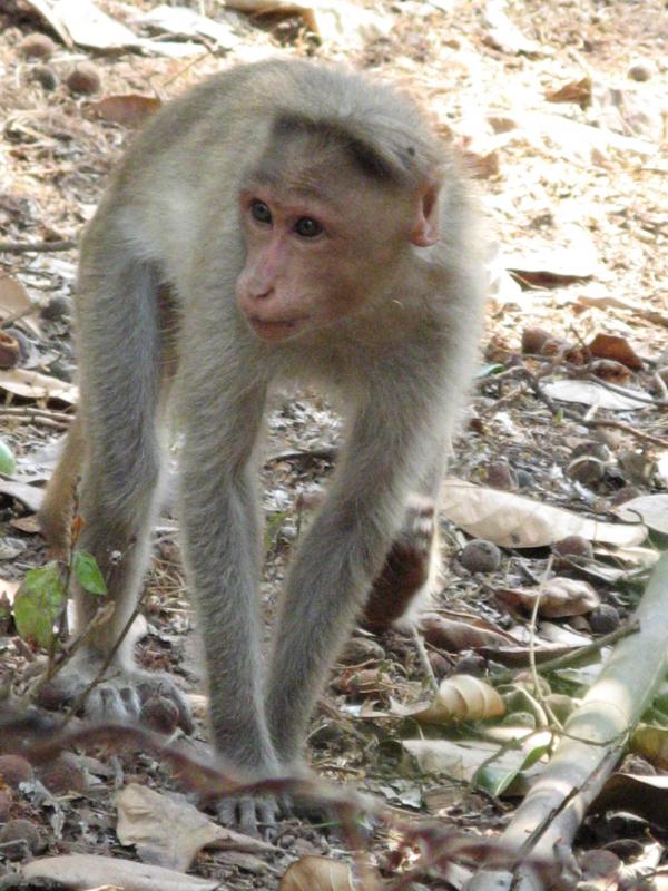 monkey