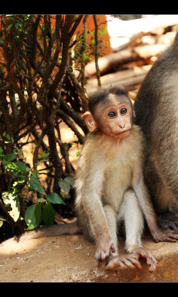 Monkey