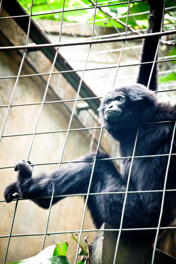 Monkey