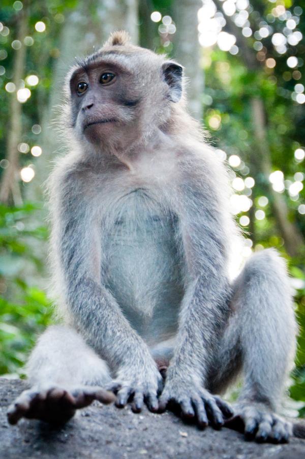 Monkey