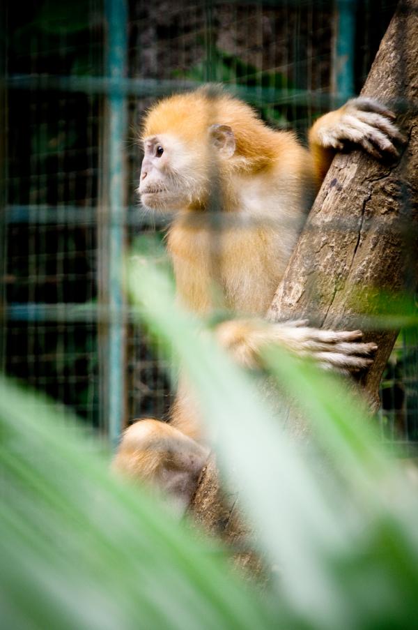 Monkey