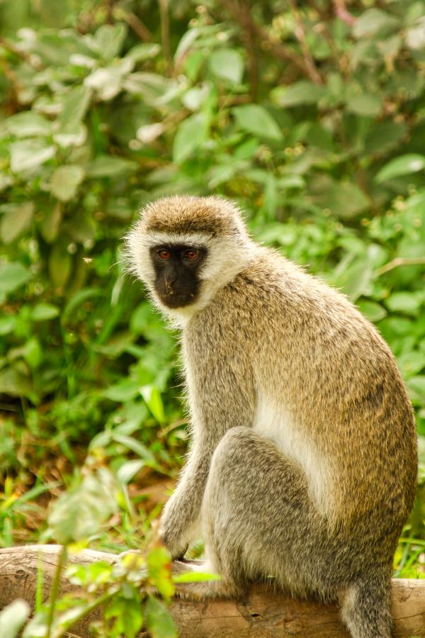 Monkey