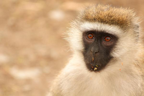 Monkey