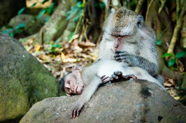Monkey mother and baby