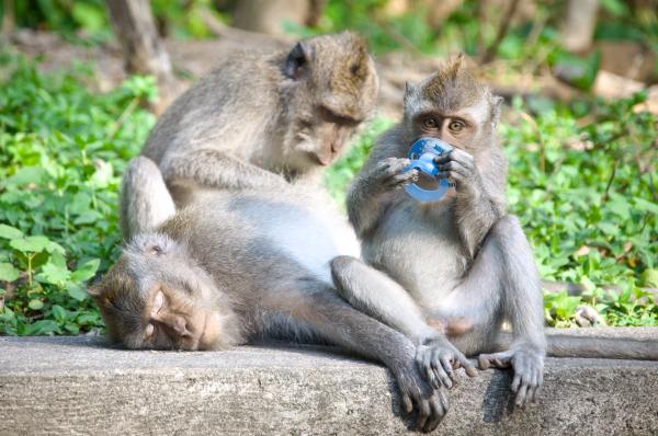 Monkey mother and baby