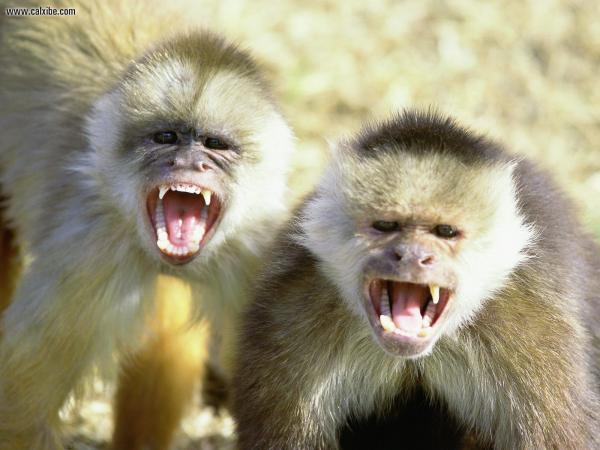 Monkey screaming