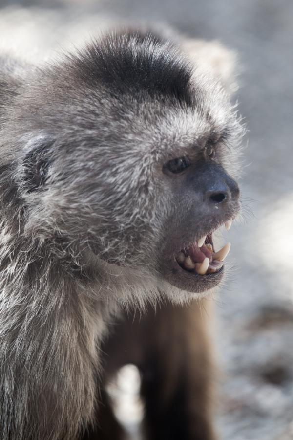 Screaming Monkey
