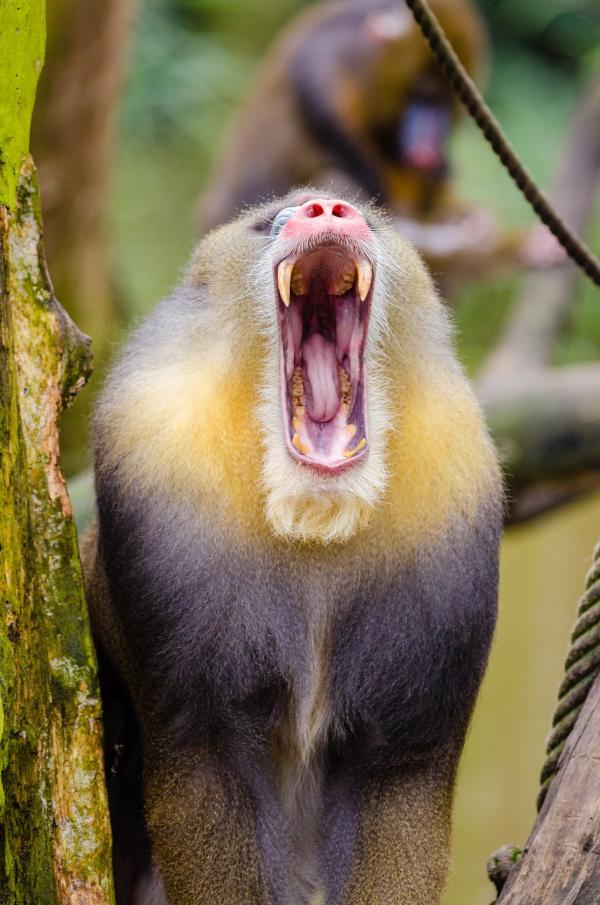 White Hairy Monkey