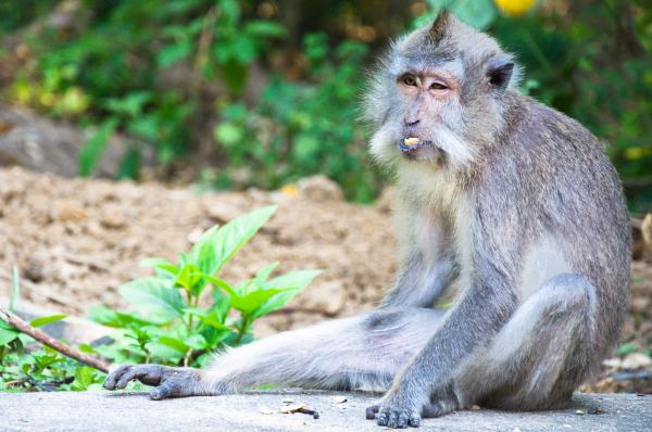 Monkey