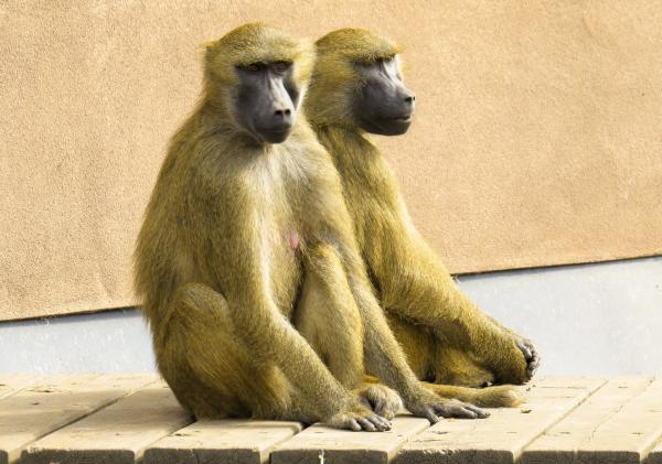 Monkeys in the Zoo