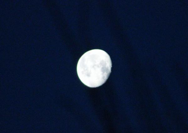 Moon in the branches