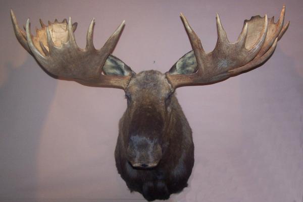 Moose trophy head