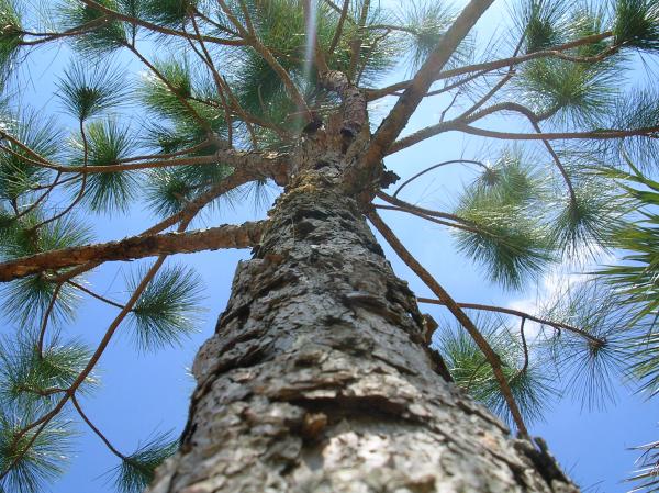More pines