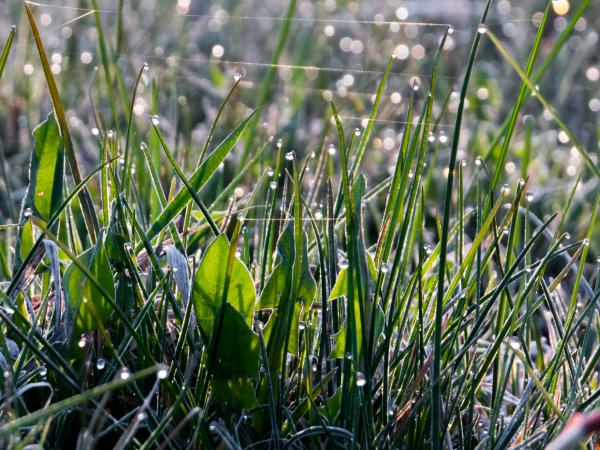 Morning after the frost