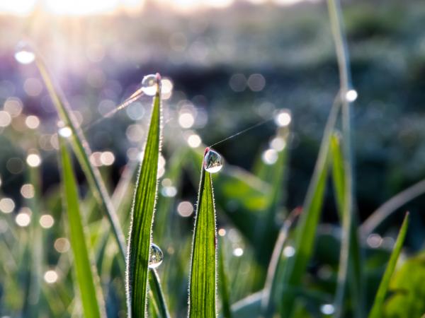 Morning after the frost