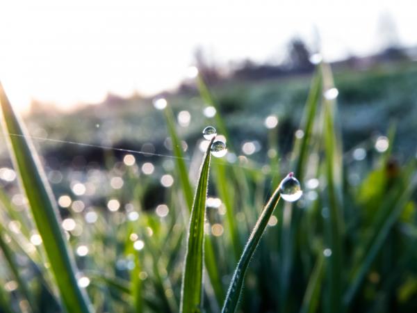 Morning after the frost