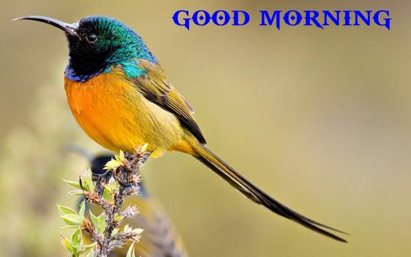 Morning bird
