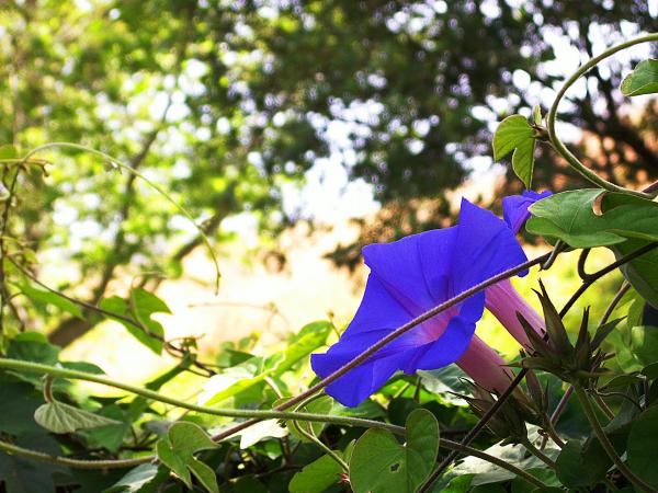 Morning Glory