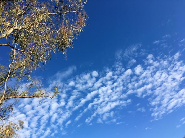 Morning in Wagga Wagga