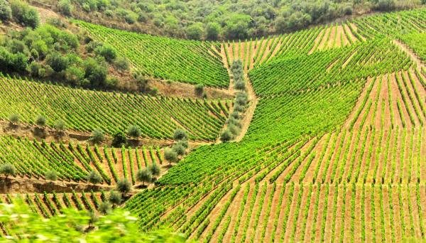 Mosaic of Vineyards and Olive Tree Groves - Douro Valley