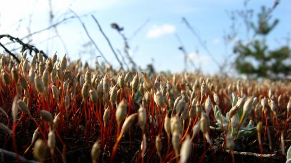 moss