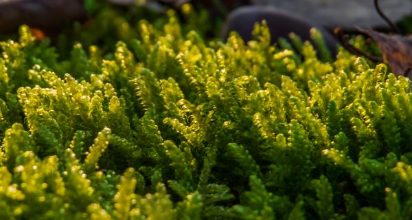 Moss