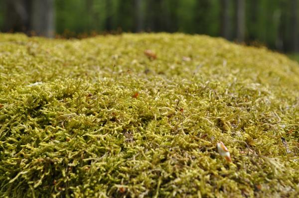 Moss