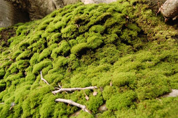 Moss