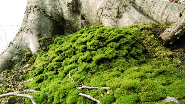 Moss