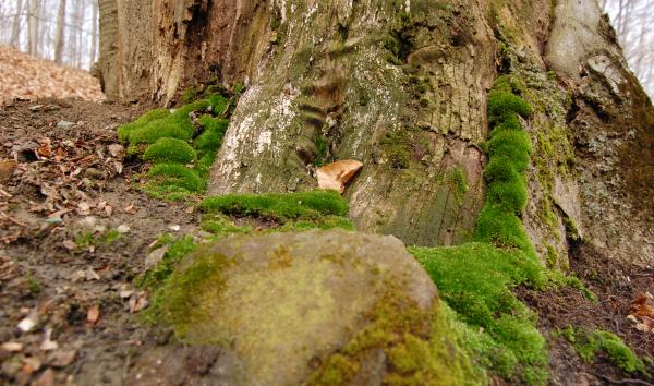 Moss