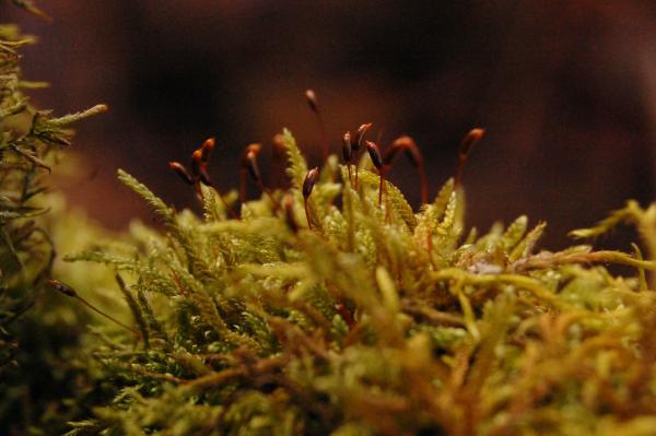 Moss