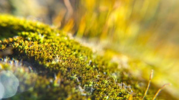 Moss