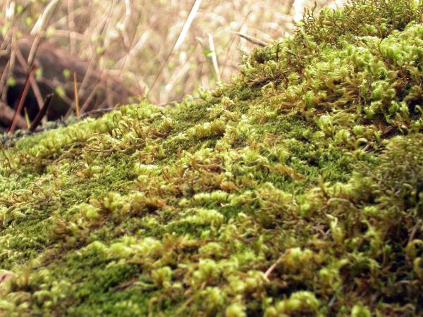 Moss