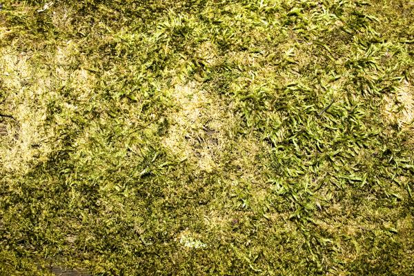 Moss