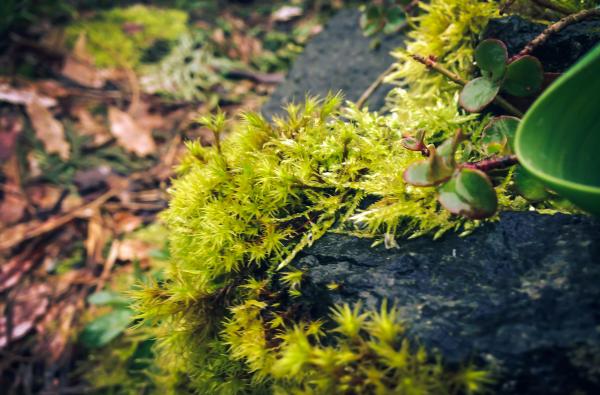 Moss among rocks and bark